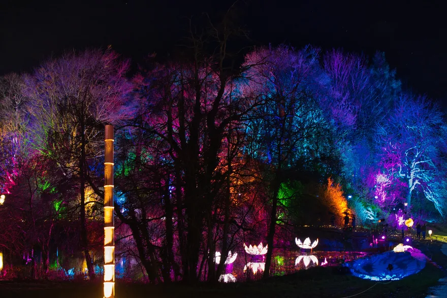 The Night They Painted the Forest